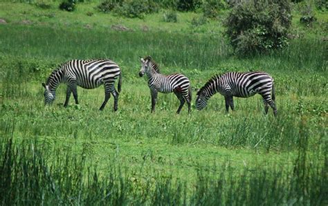 zebras have striped figgerits|ScienceShot: Why the Zebra Has Its Stripes .